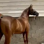 حصان شعبي