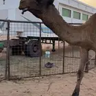 قعود رباع بعير