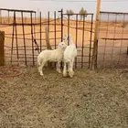 نعجه جذعه تحتها رخله