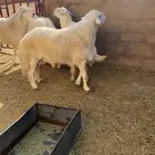 خرفان