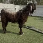 فحل مصري (( بيور ))