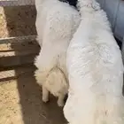 حري جبر
