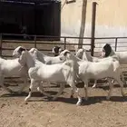 جفرات ( تم البيع )