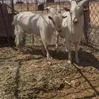 تيوس قزمي