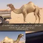 للبيع فحل طيب هجن