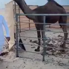بكره شعلا كفو غرنوقيه