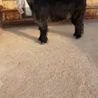 عنز