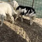 رخل نجديه