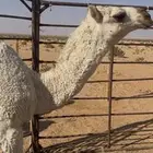 بكره مفروده