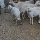 أربع ضان حريات وفحلها عدد 5 ب الفحل الأسنان جمع ظروسها زينه