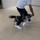 مدرب كلاب بالمنزل