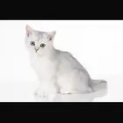 قطه قطوه قطط
