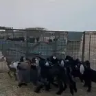 تيوس عوارض