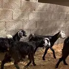 ذبايح جفرات