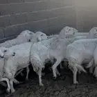 غنم حريات للبيع