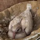 ياكريم يمام