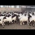 جذعات نعيم مقاني