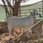 معزا متاويم حليب وافر
