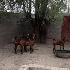 معزا دهم