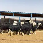 رخال نجد صنف
