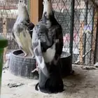 طبات زاجل ( سباق ) فاااخره