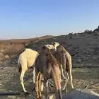 قعدان للبيع