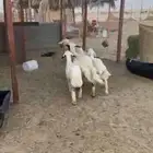 رغايث حريات