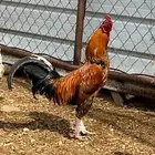 ديك مهجن