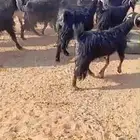 معزاء دفيع للبيع