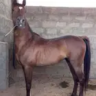 حصان