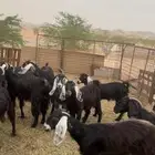 معزا عوارض