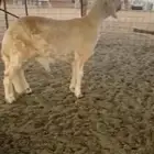 طلي مطور سواكني درماني