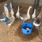 وز عراقي بطي