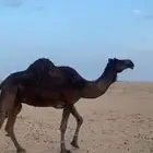 ضروبه ام ثالث