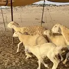 غنم حرية خلفات صنف حرش العدد 20 تحتها 20   الفحل