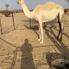 بكره وضحا قصب ومقنوي