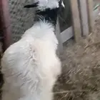 خروف فل الفل