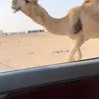 فحل رماني كفو طفاح وممشى وطبع