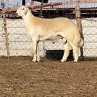فحل حري مشروط صنف