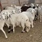 رخال حريات