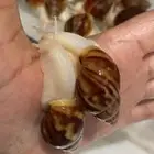 حلزون إفريقي