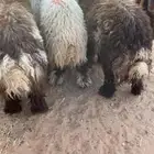 طليان نعيم جذعان