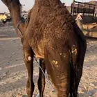 قعود بلدي على الحليب عمره 8 اشهر حق زواج