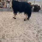نجديه مضرع طيبه