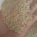 شعير سداسي مغربل جاهز وزن 50 كيلو   وزن 40 كيلو للكيس