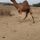 بعير ساحلي مشروط