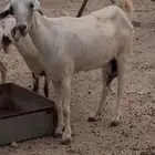 شاة عشي الصحه جيده