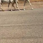 لقحات كفو (تم البيع)