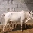 حسيل شركه ربع 1250