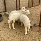 بهم مشروط